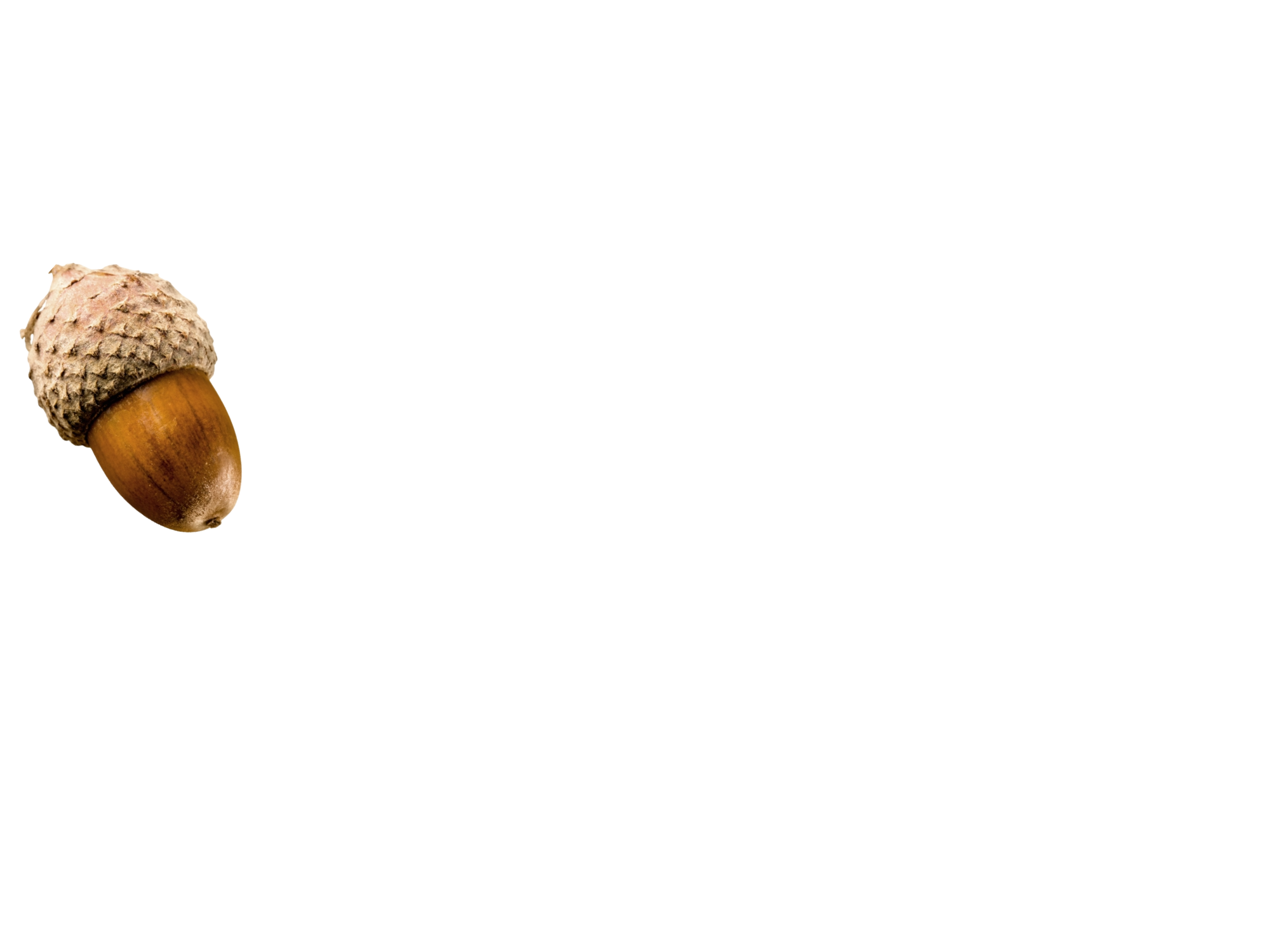 acorn marketing logo